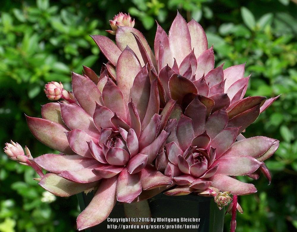 Photo of Hen and Chicks (Sempervivum 'Melrose') uploaded by turini