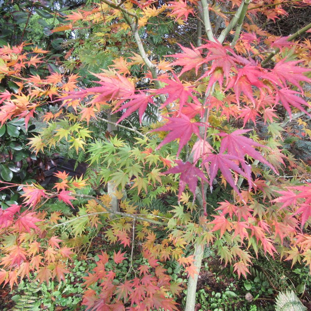 Photo of Japanese Maple (Acer palmatum 'Masu Kagami') uploaded by Bonehead