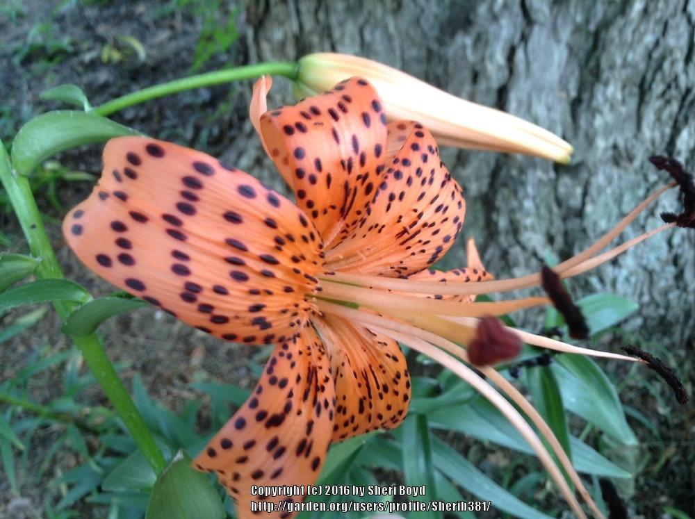 Photo of Tiger Lily (Lilium lancifolium) uploaded by Sherib381
