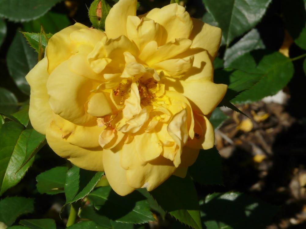 Photo of Rose (Rosa 'South Africa') uploaded by cwhitt