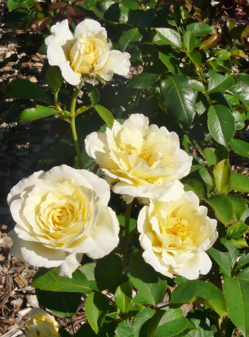 Photo of Rose (Rosa 'White Licorice') uploaded by cwhitt