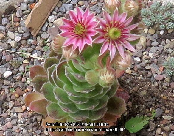 Photo of Hen and Chicks (Sempervivum 'Raspberry Ice') uploaded by ge1836
