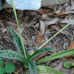 Location: Opp, AL
Date: 2016-06-28
This bulb has produced 3 inflorescences already since being put b