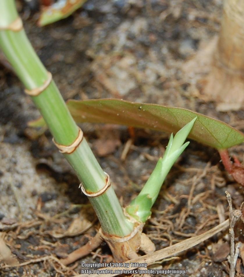 Photo of Lucky Bamboo (Dracaena sanderiana) uploaded by purpleinopp