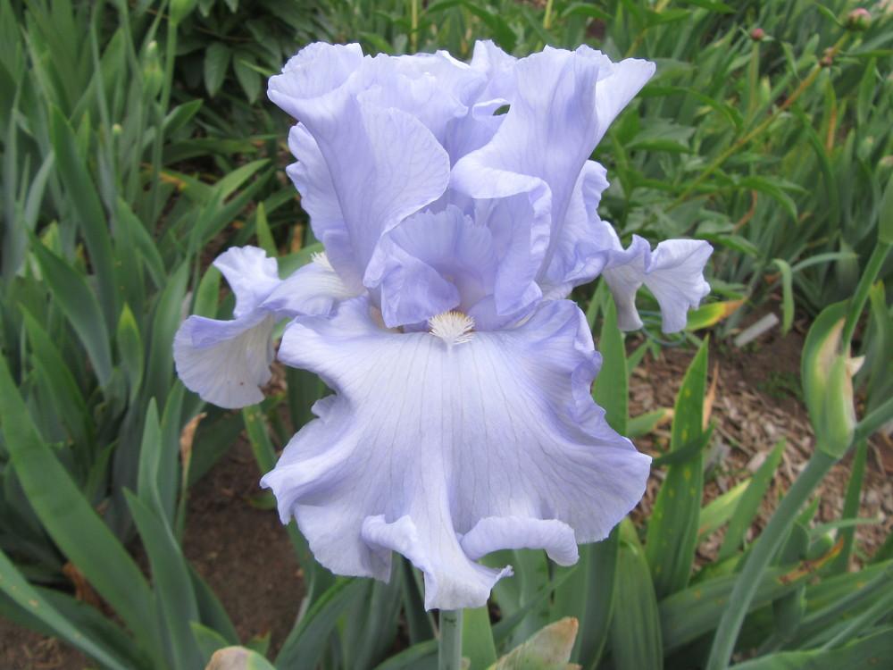 Photo of Tall Bearded Iris (Iris 'Water Waltz') uploaded by tveguy3