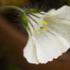 Monsonia emarginata bloom