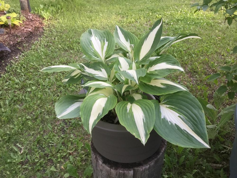 Photo of Hosta 'Night Before Christmas' uploaded by DebbieC