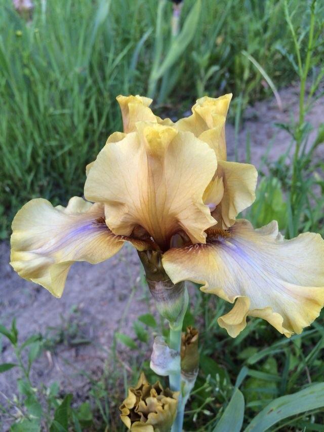 Photo of Tall Bearded Iris (Iris 'Bamboo Shadows') uploaded by Lbsmitty