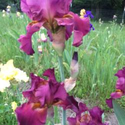 Location: Michigan-my garden
Date: June 2016
Profuse bloomer