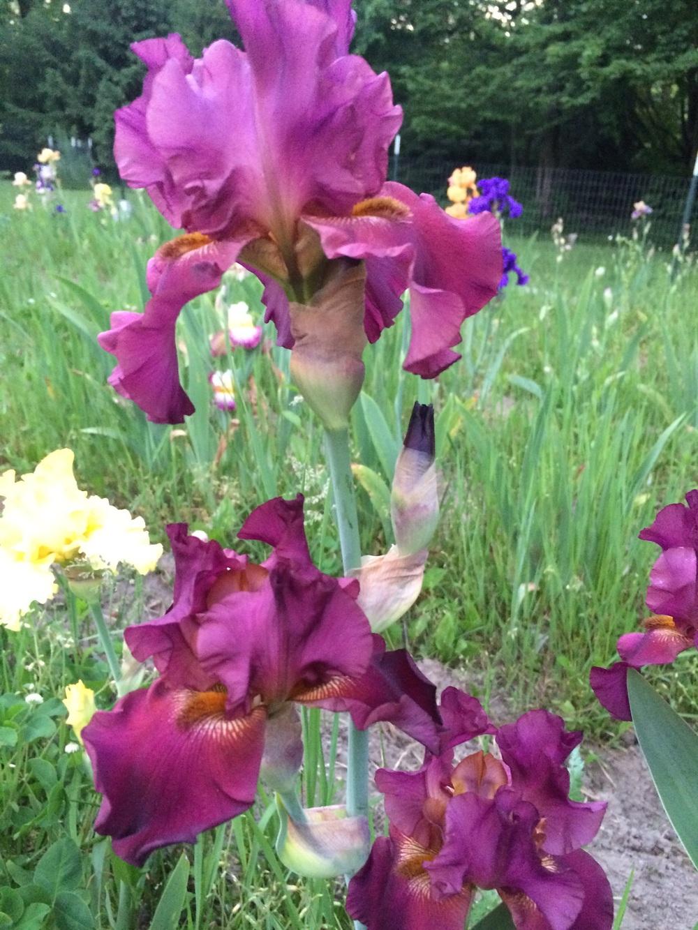Photo of Tall Bearded Iris (Iris 'Rip City') uploaded by Lbsmitty