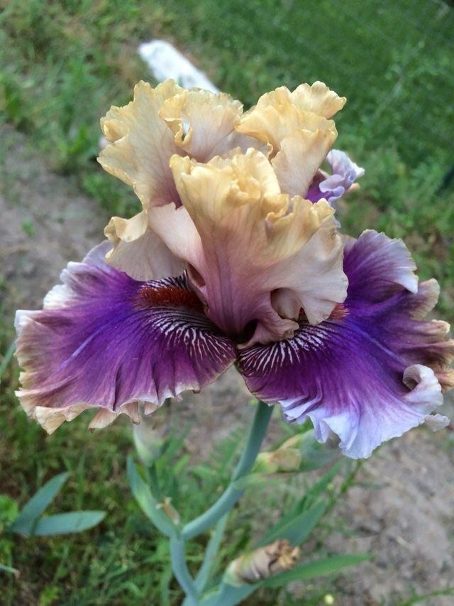 Photo of Tall Bearded Iris (Iris 'Smoke and Thunder') uploaded by Lbsmitty