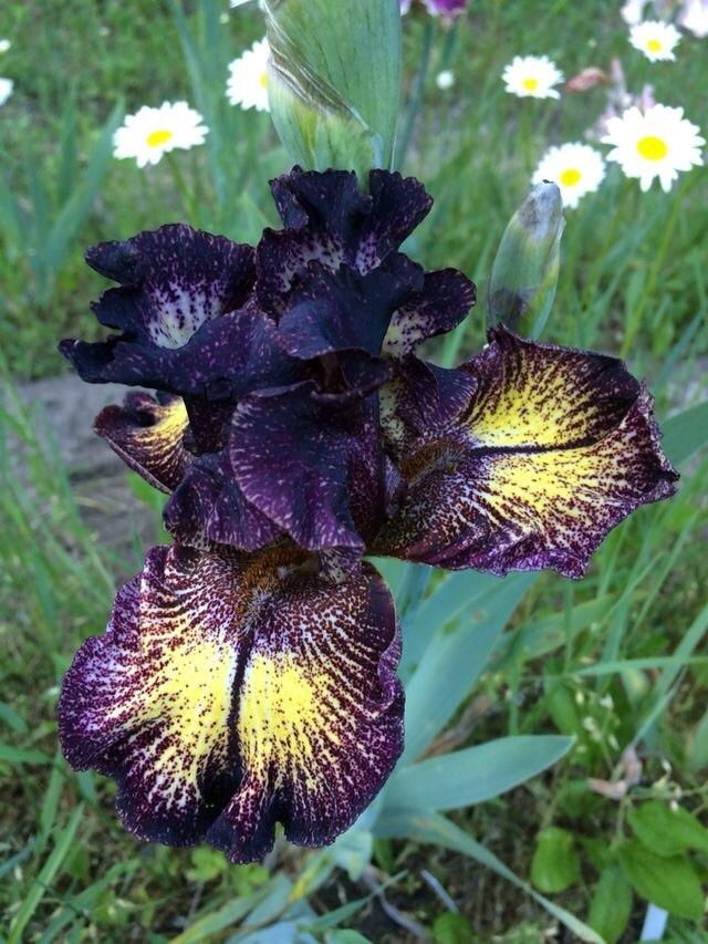 Photo of Tall Bearded Iris (Iris 'Sorbonne') uploaded by Lbsmitty