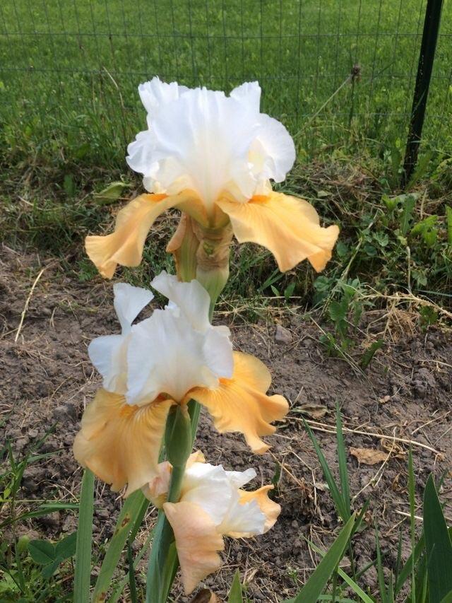 Photo of Tall Bearded Iris (Iris 'Pumpkin Cheesecake') uploaded by Lbsmitty