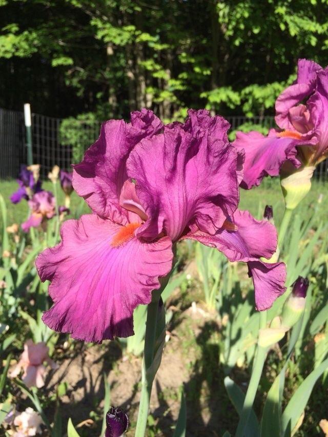 Photo of Tall Bearded Iris (Iris 'Ever After') uploaded by Lbsmitty