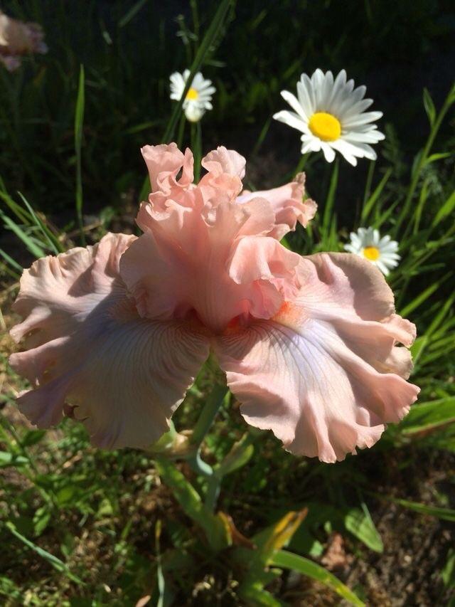 Photo of Tall Bearded Iris (Iris 'Pretty Kitty') uploaded by Lbsmitty