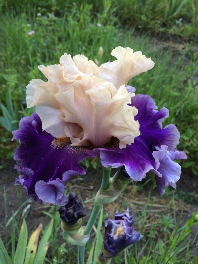 Photo of Tall Bearded Iris (Iris 'Roaring Twenties') uploaded by Lbsmitty