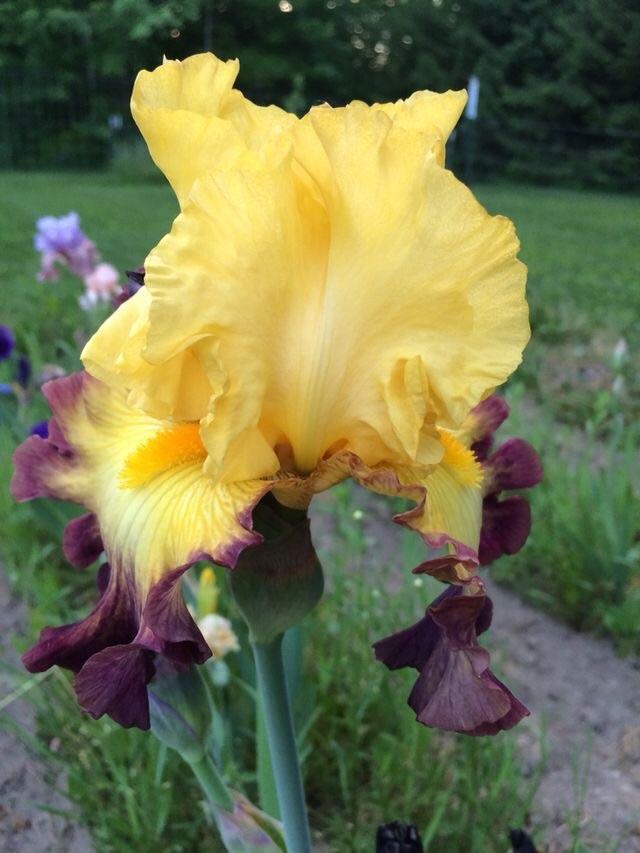 Photo of Tall Bearded Iris (Iris 'Summer Shadow') uploaded by Lbsmitty