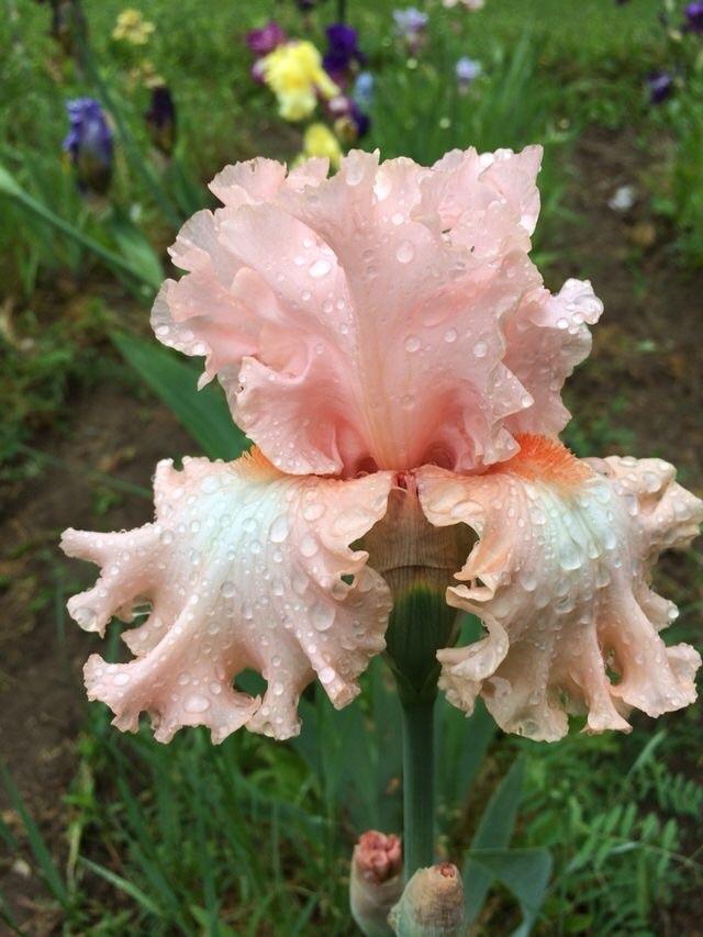 Photo of Tall Bearded Iris (Iris 'Kitty Kay') uploaded by Lbsmitty