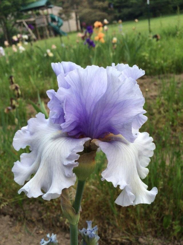 Photo of Tall Bearded Iris (Iris 'Surfer's Dream') uploaded by Lbsmitty