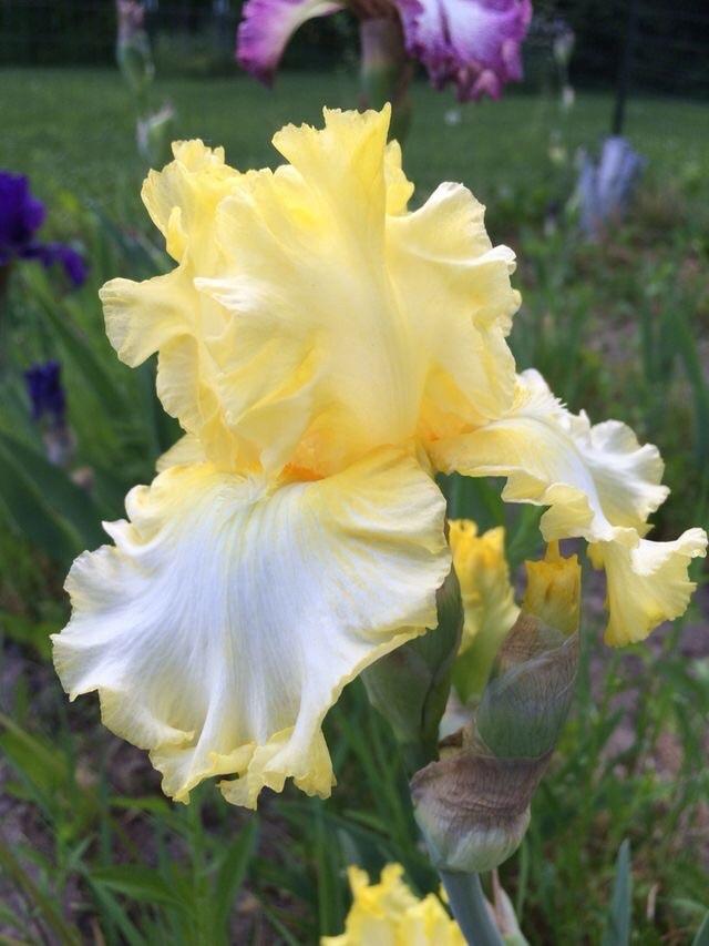 Photo of Tall Bearded Iris (Iris 'Sun Shine In') uploaded by Lbsmitty