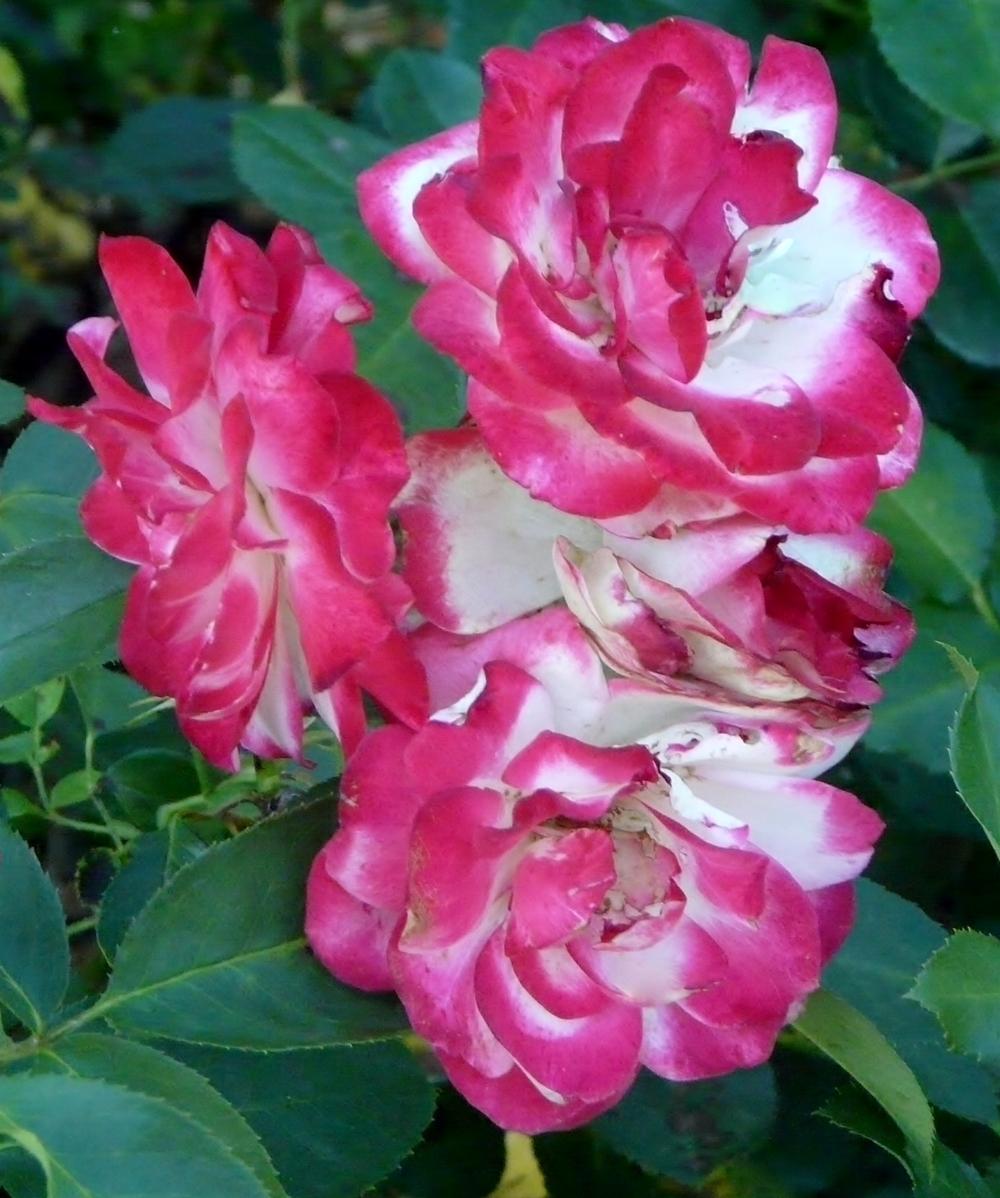 Photo of Rose (Rosa 'Cherry Parfait') uploaded by cwhitt