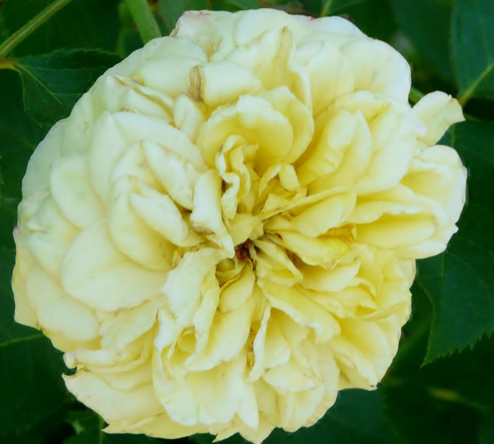 Photo of Rose (Rosa 'Caramella') uploaded by cwhitt