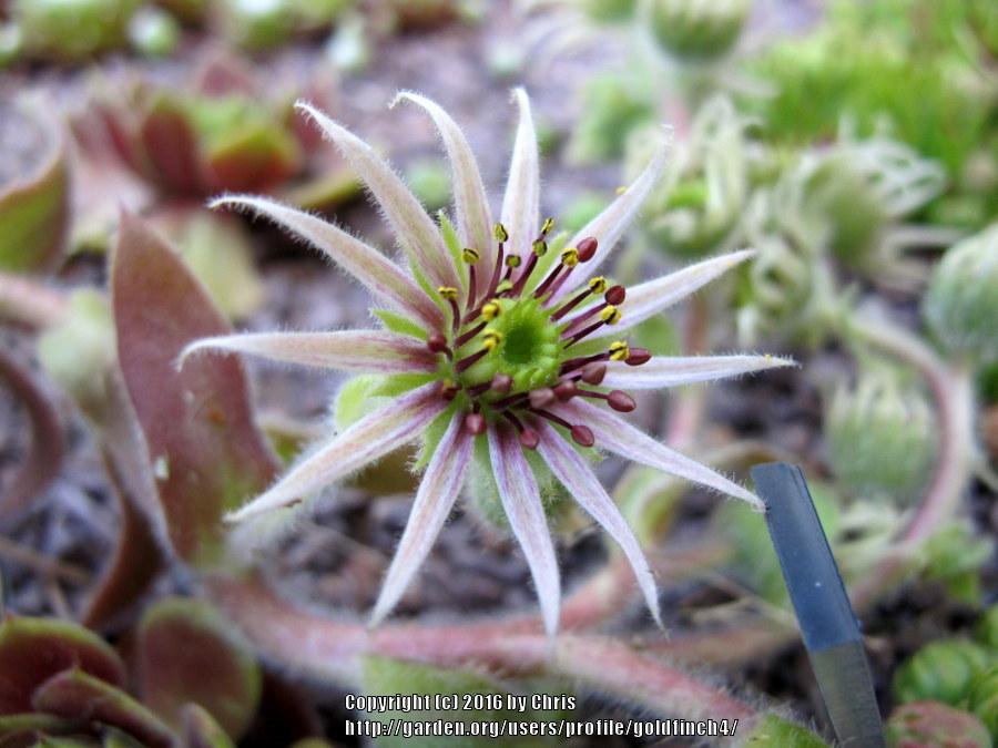 Photo of Hen and Chicks (Sempervivum 'Aaron') uploaded by goldfinch4
