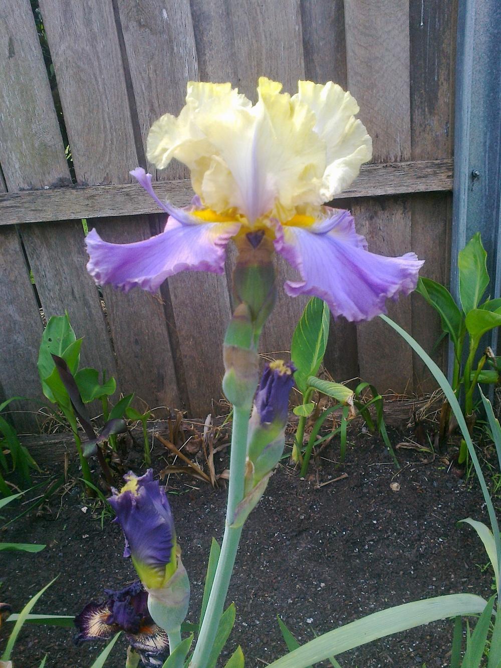 Photo of Tall Bearded Iris (Iris 'Mist Arising') uploaded by Greeneyedmonster