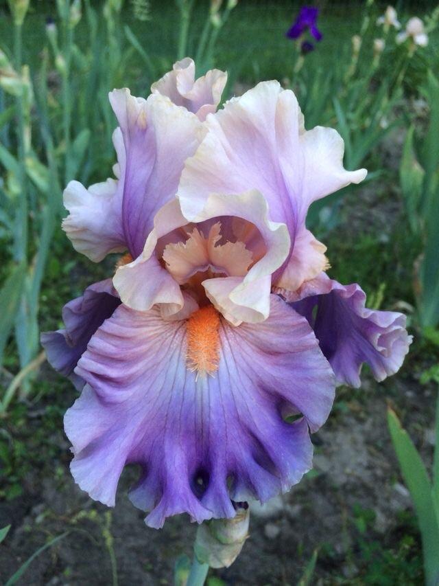Photo of Tall Bearded Iris (Iris 'Photogenic') uploaded by Lbsmitty