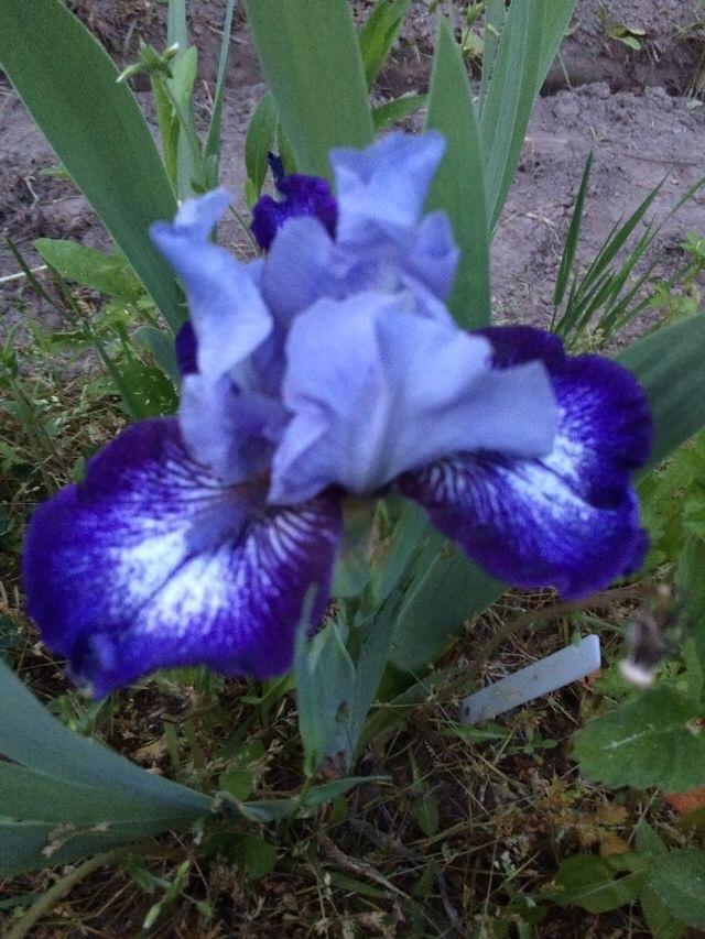 Photo of Intermediate Bearded Iris (Iris 'Sailor') uploaded by Lbsmitty