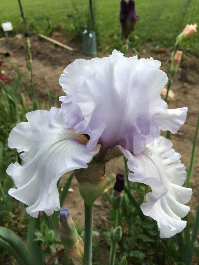 Photo of Tall Bearded Iris (Iris 'Silverado') uploaded by Lbsmitty