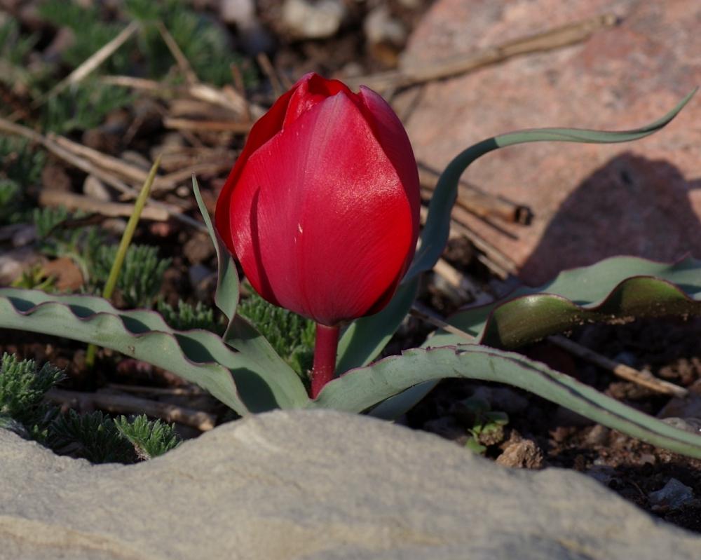 Photo of Mountain Tulip (Tulipa montana) uploaded by dirtdorphins