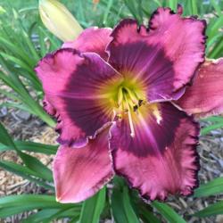 Location: My garden in N IL - zone 5
Date: 2016-06-30
This is one of the first blooms (3 bloomed at one time!) on a 1 y