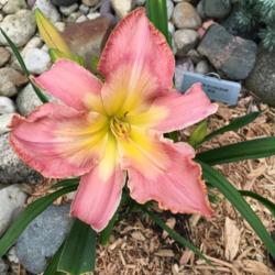 Location: My garden in N IL - zone 5
Date: 2016-06-29
First bloom on a brand new plant - love it.