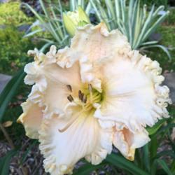Location: My garden in N IL - zone 5
Date: 2016-06-30
It made it through zone 5 winter and this is the first bloom on a