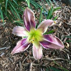 Location: My zone 5 garden
Date: 2016-06-30
My first bloom on a brand new plant.