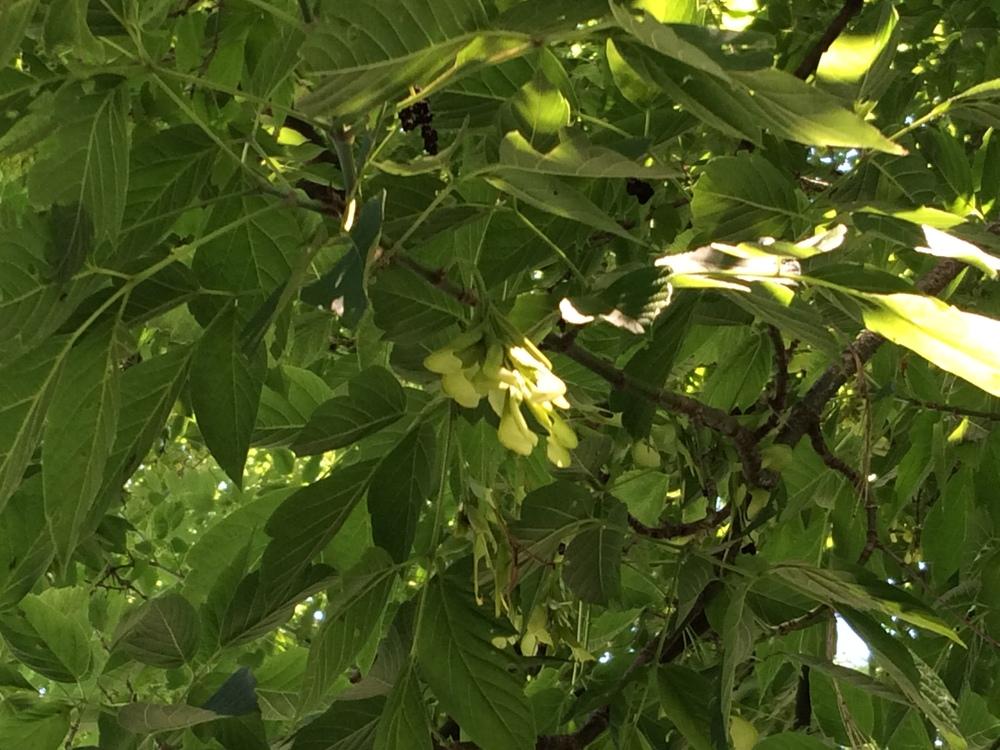Photo of Boxelder (Acer negundo) uploaded by nativeplantlover