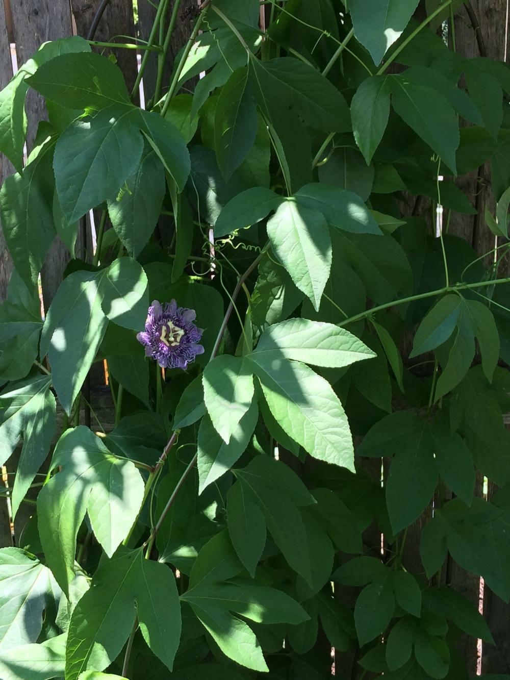 Photo of Maypop (Passiflora incarnata) uploaded by nativeplantlover
