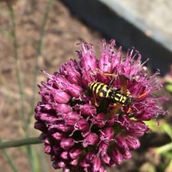 
Date: 2016-06-18
Brownstown Pennsylvania #Pollination