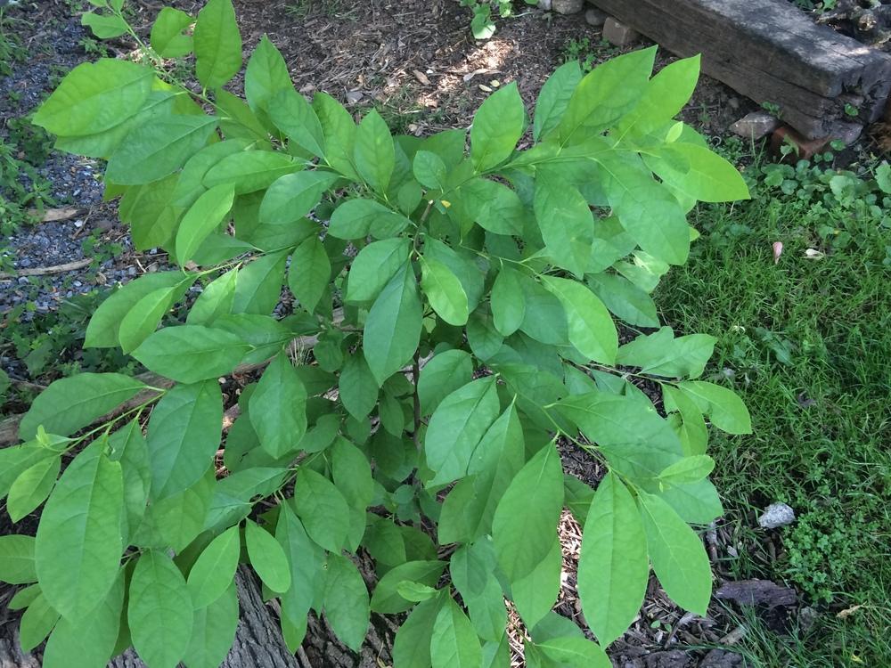 Photo of Spicebush (Lindera benzoin) uploaded by nativeplantlover