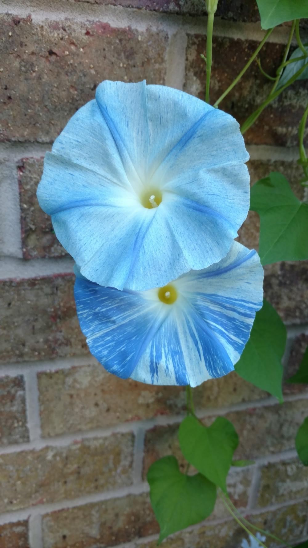 Photo of Morning Glories (Ipomoea) uploaded by sarahbugw