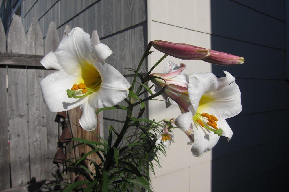 Photo of Regal Lily (Lilium regale) uploaded by smiley