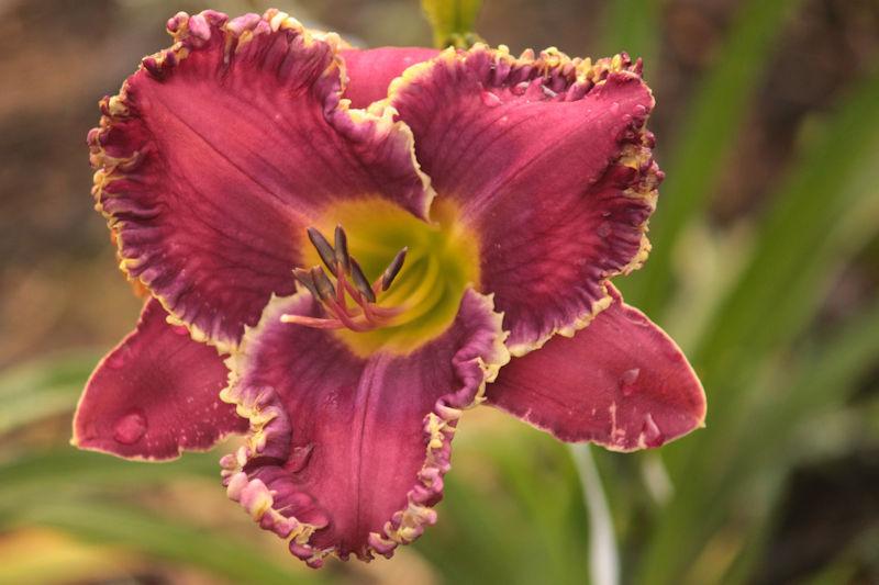 Photo of Daylily (Hemerocallis 'Art Gallery Sweet Tooth') uploaded by tommy71
