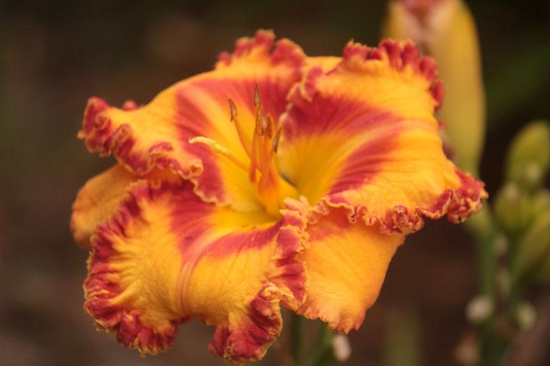 Photo of Daylily (Hemerocallis 'Parrots of the Caribbean') uploaded by tommy71