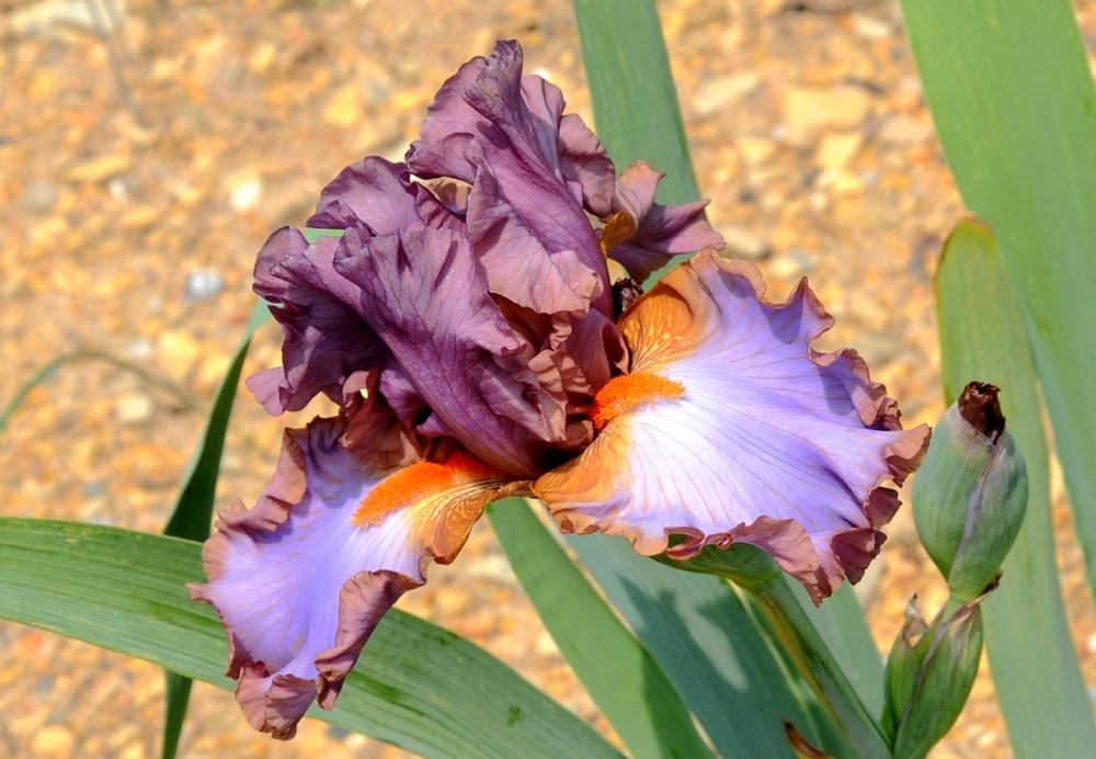 Photo of Tall Bearded Iris (Iris 'Why Cows Gossip') uploaded by Islandview