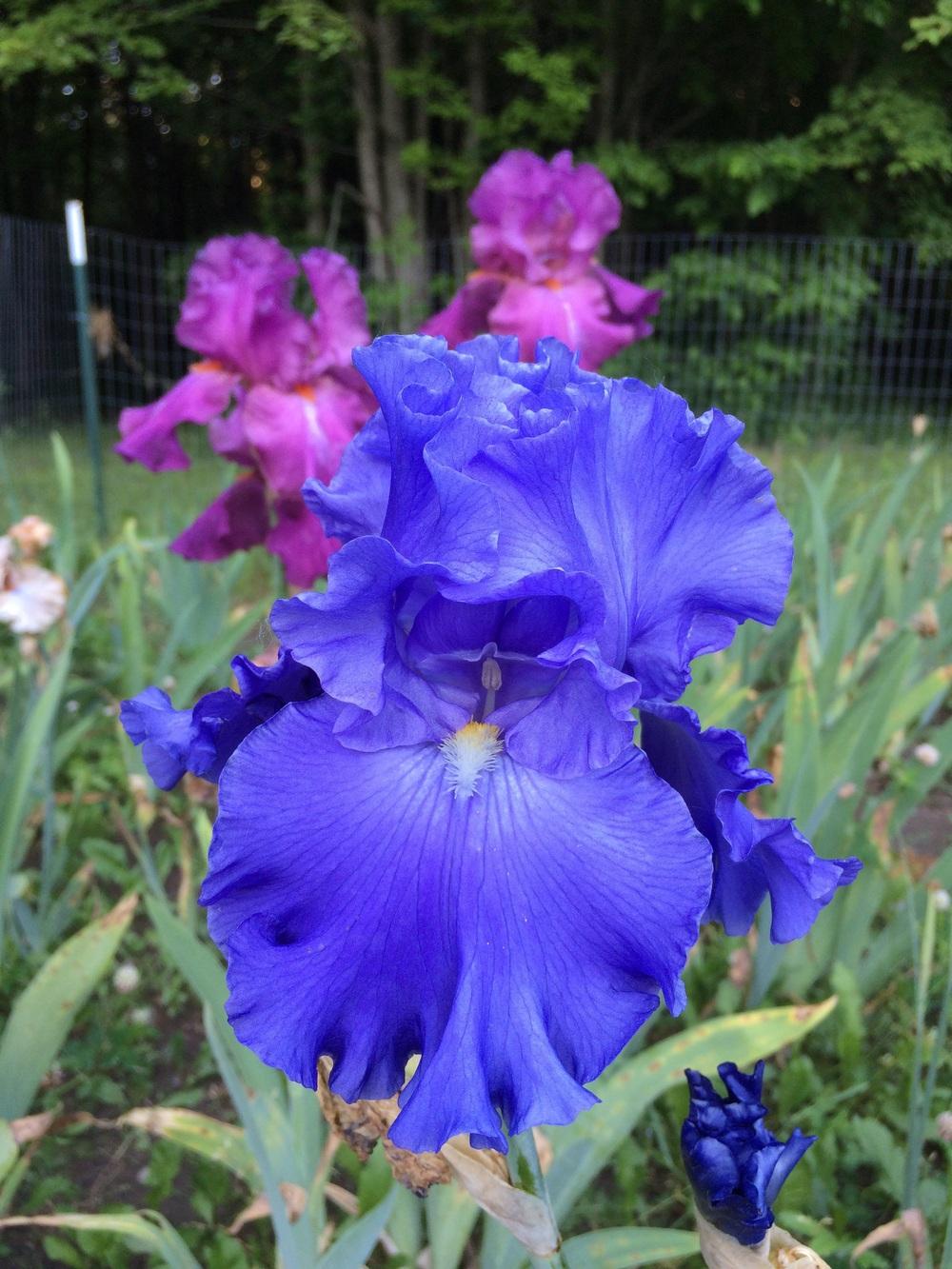 Photo of Tall Bearded Iris (Iris 'Baltic Sea') uploaded by Lbsmitty