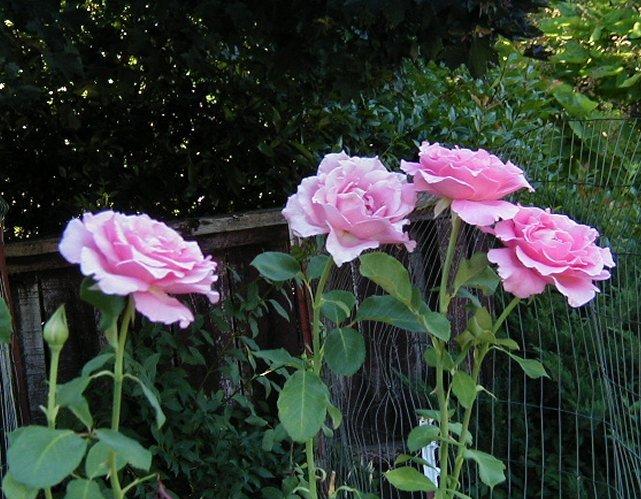 Photo of Rose (Rosa 'Queen Elizabeth') uploaded by RoseBlush1