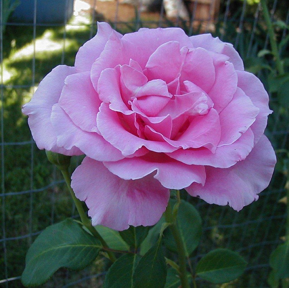 Photo of Rose (Rosa 'Queen Elizabeth') uploaded by RoseBlush1