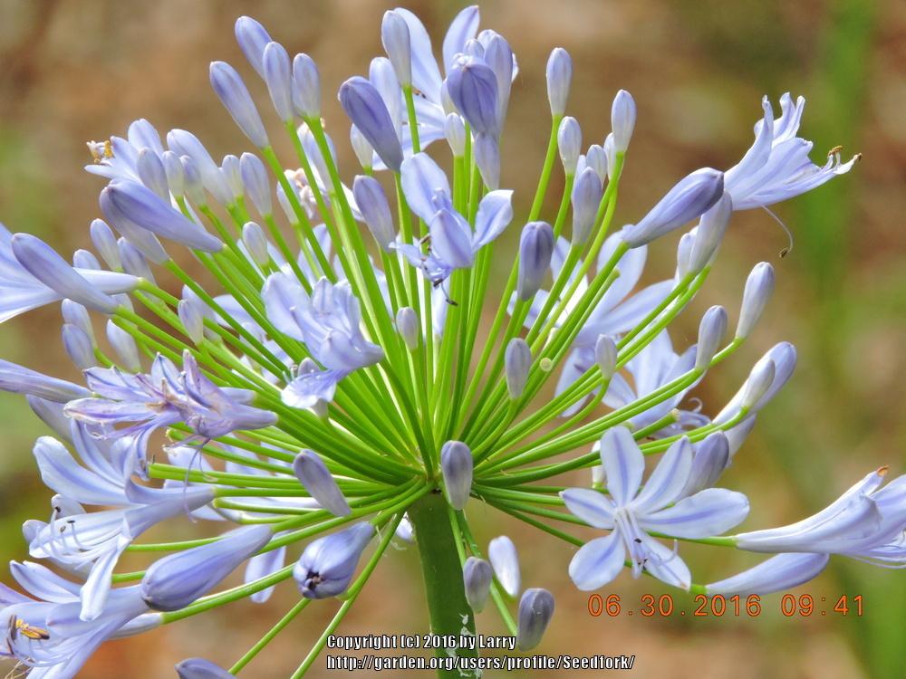 Photo of Lily of the Nile (Agapanthus) uploaded by Seedfork