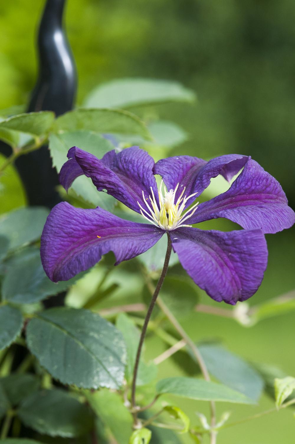 Photo of Clematis (Clematis viticella 'Etoile Violette') uploaded by cliftoncat